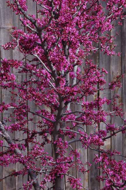 Mexican Redbud